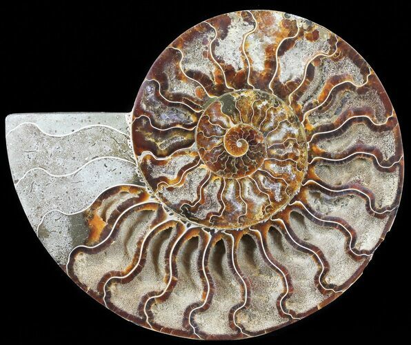 Cut Ammonite Fossil (Half) - Agatized #60291